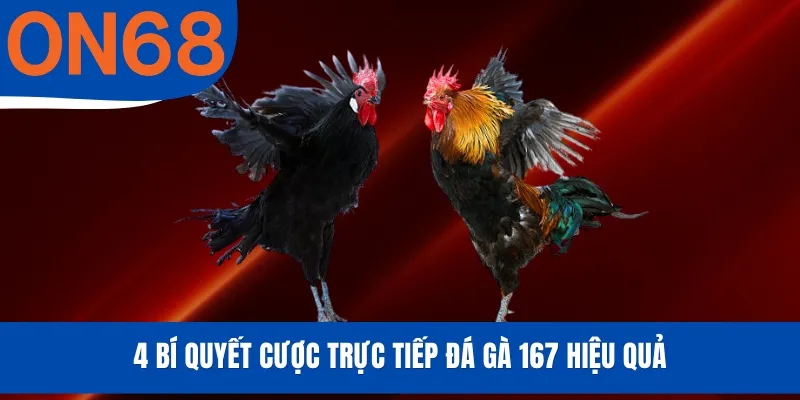 4 Bí quyết cược trực tiếp đá gà 167 hiệu quả
