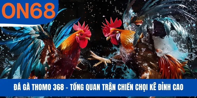 Đá Gà Thomo 368 - Tổng Quan Trận Chiến Chọi Kê Đỉnh Cao