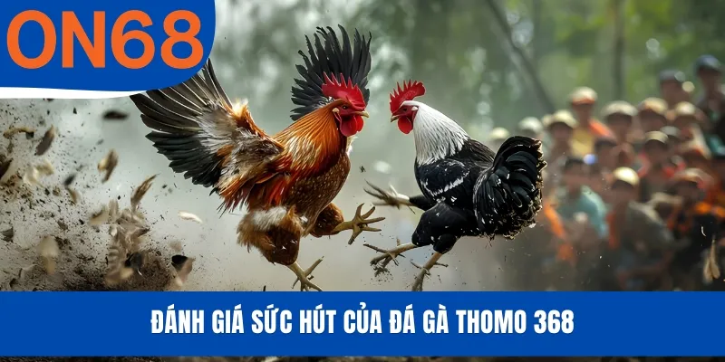 Đánh giá sức hút của đá gà Thomo 368