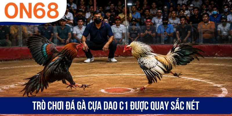 Trò chơi đá gà cựa dao C1 được quay sắc nét