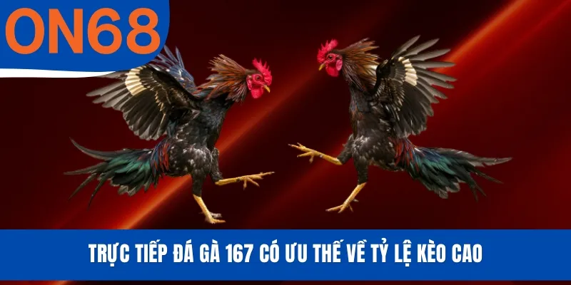 Trực tiếp đá gà 167 có ưu thế về tỷ lệ kèo cao