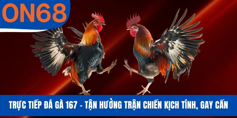Trực Tiếp Đá Gà 167 - Tận Hưởng Trận Chiến Kịch Tính, Gay Cấn